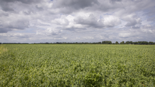 Veld met gewassen (eiwitteelt), einde landschap rij met bomen, wolkenlucht erboven